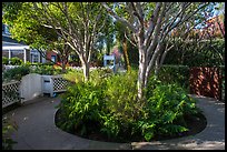 Trees in the center of pedestrian roundabout. Venice, Los Angeles, California, USA ( color)