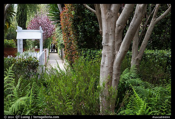 Lush vegetation surrounding residential alleys. Venice, Los Angeles, California, USA (color)