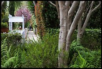 Lush vegetation surrounding residential alleys. Venice, Los Angeles, California, USA ( color)