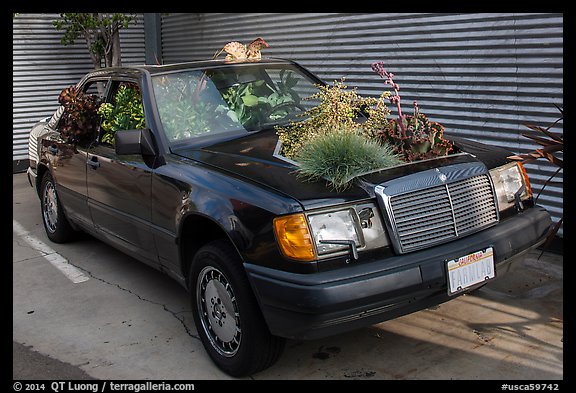 Plants growing out of Mercedes car, Bergamot Station. Santa Monica, Los Angeles, California, USA (color)