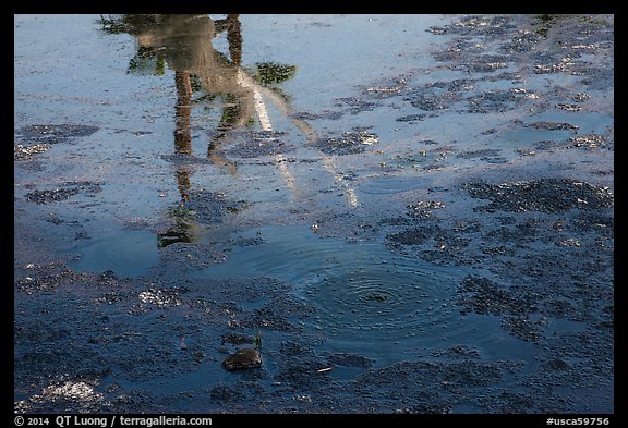 Tar pit with reflections of Mastodon, La Brea. Los Angeles, California, USA (color)