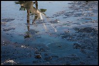 Tar pit with reflections of Mastodon, La Brea. Los Angeles, California, USA ( color)