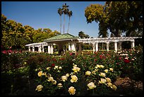 Rose Garden. Pasadena, Los Angeles, California, USA ( color)