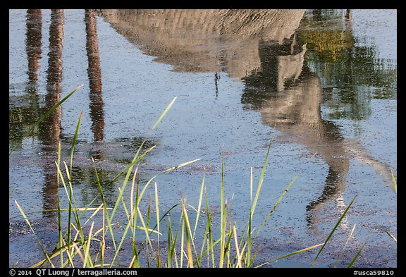 Reflections of Mastodon in tar pit, La Brea. Los Angeles, California, USA (color)