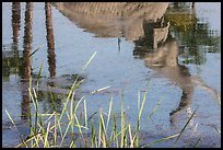 Reflections of Mastodon in tar pit, La Brea. Los Angeles, California, USA ( color)