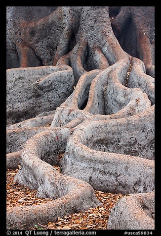 Roots of Moreton Bay Fig Tree. Santa Barbara, California, USA (color)