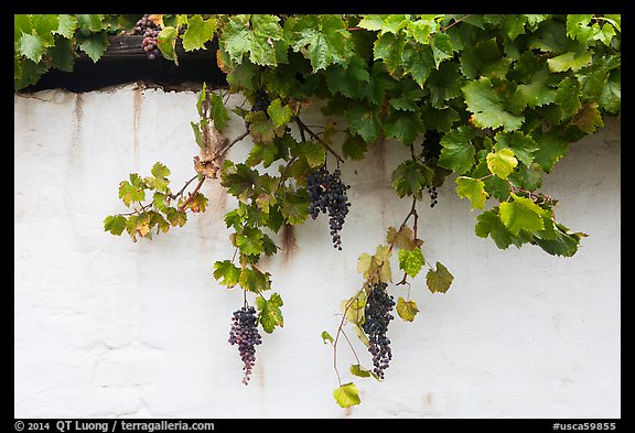 Grapes and whitewashed wall, El Presidio. Santa Barbara, California, USA (color)