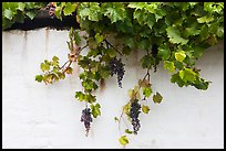 Grapes and whitewashed wall, El Presidio. Santa Barbara, California, USA ( color)
