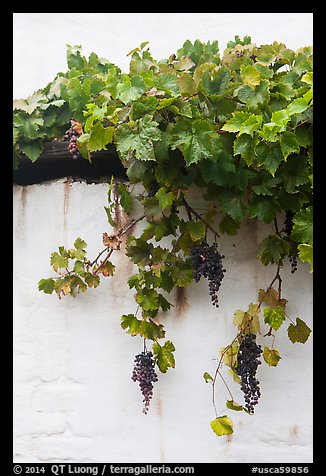 Grapes and white wall, El Presidio. Santa Barbara, California, USA (color)