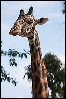 Giraffe, San Diego Zoo. San Diego, California, USA ( color)