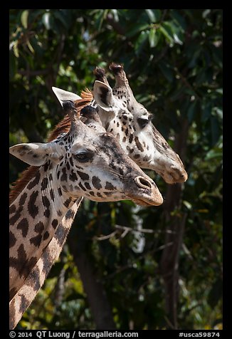 Giraffes, San Diego Zoo. San Diego, California, USA (color)