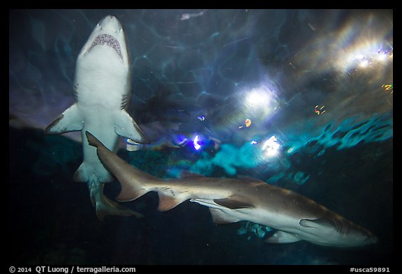 Shark tunnel, Seaworld. SeaWorld San Diego, California, USA (color)