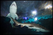 Shark tunnel, Seaworld. SeaWorld San Diego, California, USA ( color)