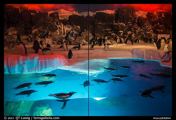 Penguin exhibit, Seaworld. SeaWorld San Diego, California, USA (color)