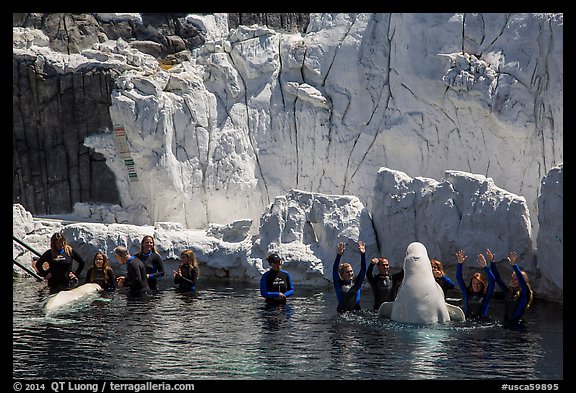 Visitors interact with beluga whales. SeaWorld San Diego, California, USA (color)