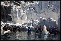 Visitors interact with beluga whales. SeaWorld San Diego, California, USA ( color)