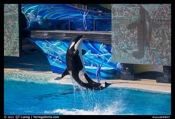 Killer Whale jumping. SeaWorld San Diego, California, USA (color)