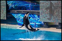 Killer Whale jumping. SeaWorld San Diego, California, USA ( color)