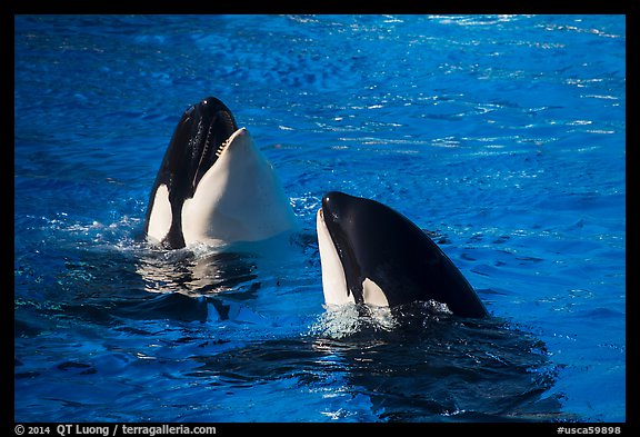 Killer Whale. SeaWorld San Diego, California, USA (color)