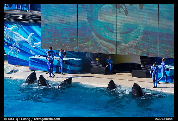 One Ocean show in Shamu Stadium. SeaWorld San Diego, California, USA (color)