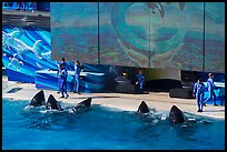 One Ocean show in Shamu Stadium. SeaWorld San Diego, California, USA ( color)