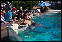 Guests petting dolphins. SeaWorld San Diego, California, USA ( color)