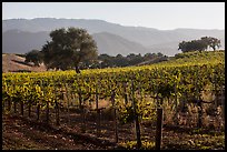 Vineyards, Santa Barbara Wine country. California, USA ( color)