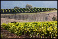 Rolling hills and Vineyards, Santa Barbara Wine country. California, USA ( color)