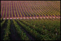 Rows of wine grapes, Santa Barbara Wine country. California, USA ( color)