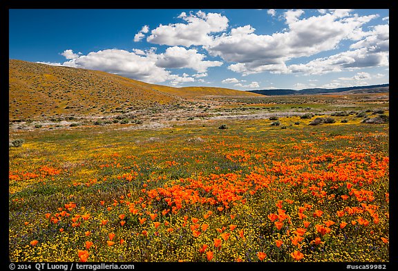 Carpet of California poppies and goldfieds. Antelope Valley, California, USA (color)