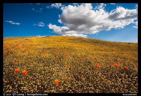Hill solidly covered with goldfield flowers and a few poppies. Antelope Valley, California, USA (color)