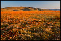Field of closed poppies near sunset. Antelope Valley, California, USA ( color)
