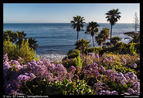 Flowers, palm trees, and ocean. Laguna Beach, Orange County, California, USA (color)