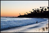 Beach at sunset with silhouettes of palm trees and beachgoer. Laguna Beach, Orange County, California, USA ( color)