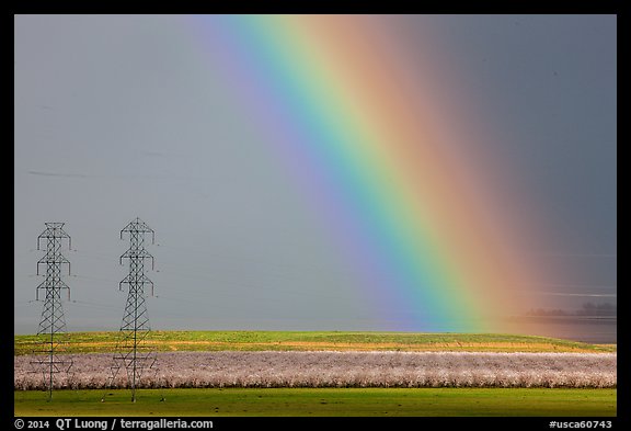 Rainbow, orchard in bloom, and power lines. California, USA (color)
