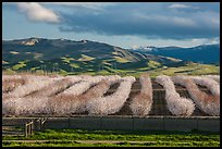 Orchard in bloom and green hills. California, USA ( color)