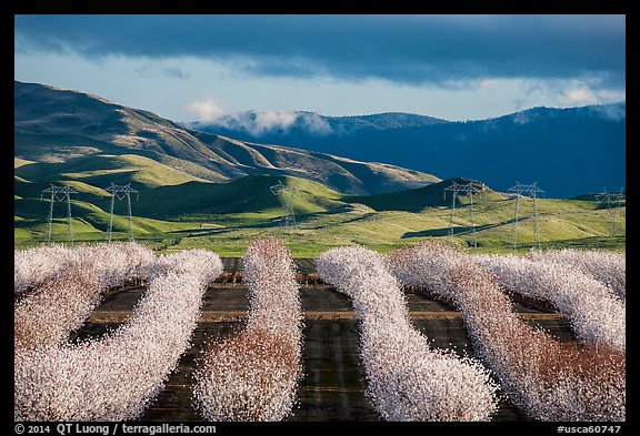 Rows of nut trees in bloom and verdant hills. California, USA (color)