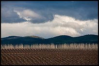 Field, bare trees, hills, and clouds. California, USA ( color)