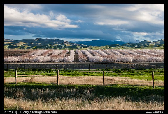 Agricultural lands in the spring. California, USA (color)