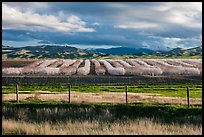 Agricultural lands in the spring. California, USA ( color)