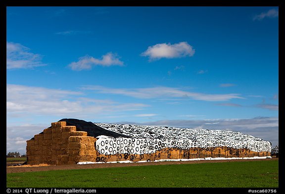 Hay covered by tarp weighted by tires. California, USA (color)