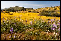 Spring wildflowers on hills. Carrizo Plain National Monument, California, USA ( color)