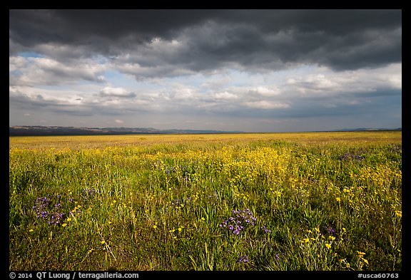 Grassland with wildflowers and storm clouds. Carrizo Plain National Monument, California, USA (color)