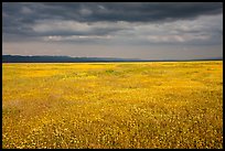 Grassland in bloom under dark sky. Carrizo Plain National Monument, California, USA ( color)