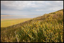 Butte in the spring and Soda Lake. Carrizo Plain National Monument, California, USA ( color)