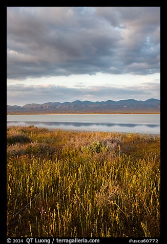 Grasses, Soda Lake with reflections of Temblor Range. Carrizo Plain National Monument, California, USA (color)