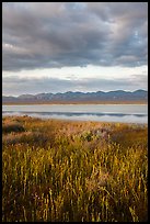 Grasses, Soda Lake with reflections of Temblor Range. Carrizo Plain National Monument, California, USA ( color)