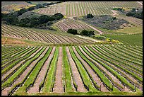Vineyard. California, USA ( color)