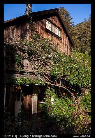 Climbing plants, Big Sur Inn. Big Sur, California, USA (color)