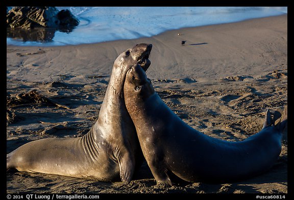 Female elephant seals (Mirounga angustirostris), Piedras Blancas. California, USA (color)